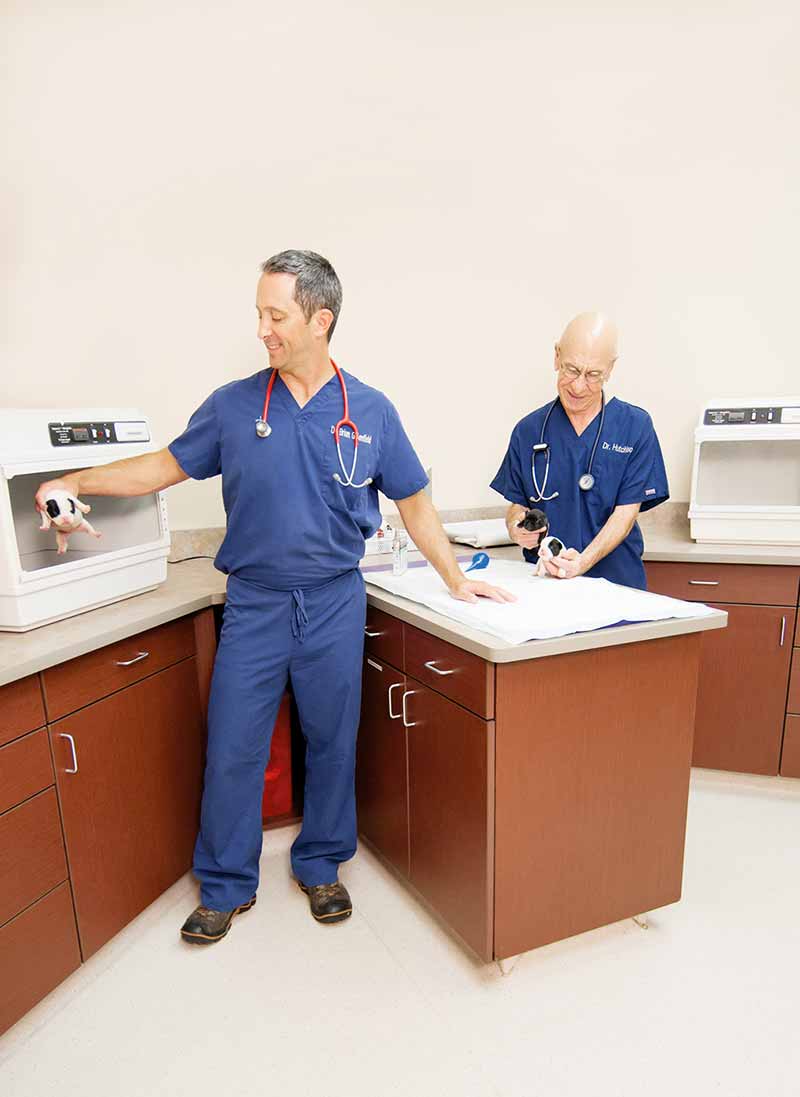 Vets from Animal Clinic Northview, Inc in North Ridgeville, OH