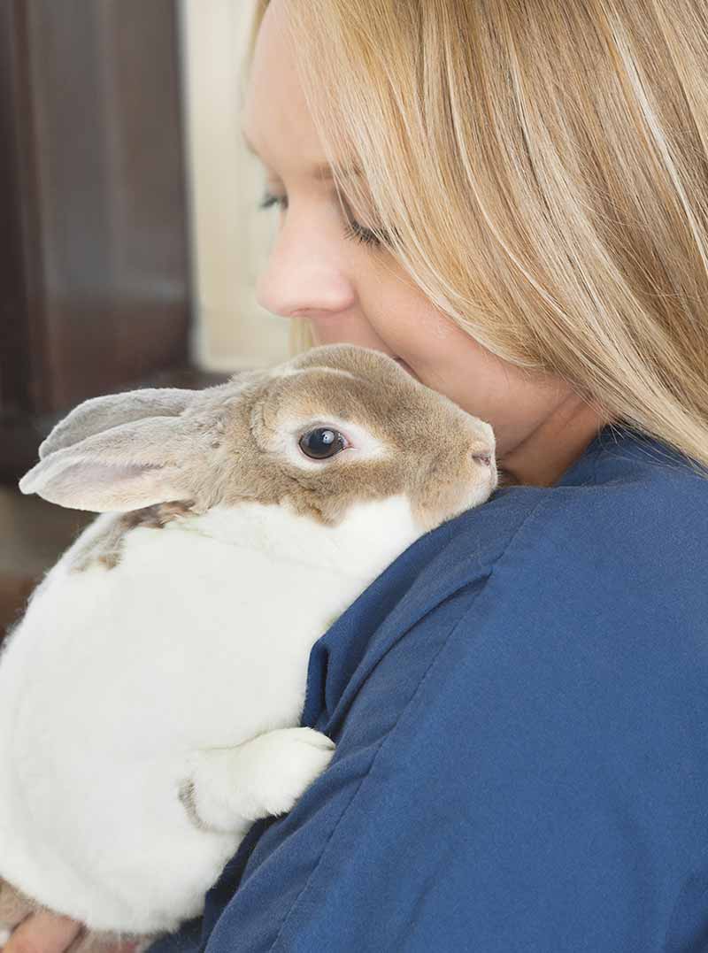 Rabbit from Animal Clinic Northview, Inc in North Ridgeville, OH