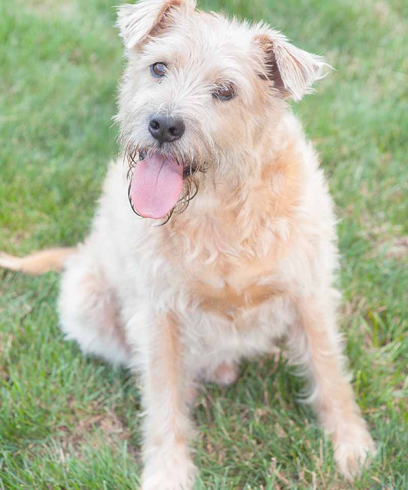 Dog from Animal Clinic Northview, Inc in North Ridgeville, OH